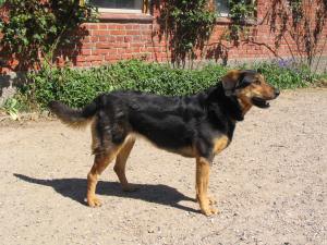 Hofhund