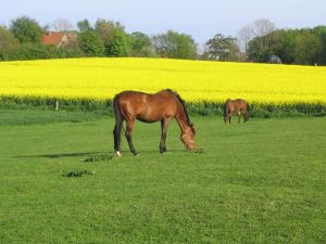 pferd
